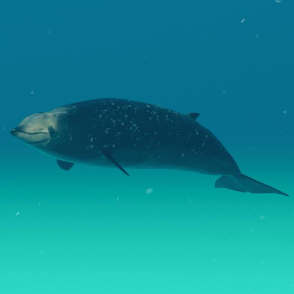 Cuvier Whale - دانلود مدل سه بعدی نهنگ غاز منقار - آبجکت سه بعدی نهنگ غاز منقار - دانلود مدل سه بعدی fbx - دانلود مدل سه بعدی obj -Cuvier Whale 3d model - Cuvier Whale object - download Cuvier Whale 3d model - 
